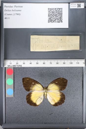 Media type: image;   Entomology 130141